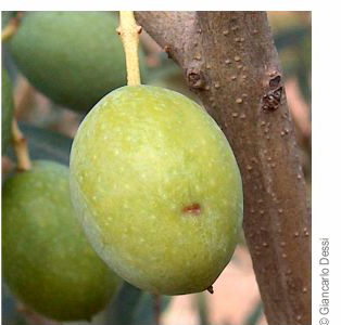 olive with a fresh Bactrocera oleae bite