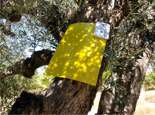 trap installed in an olive tree